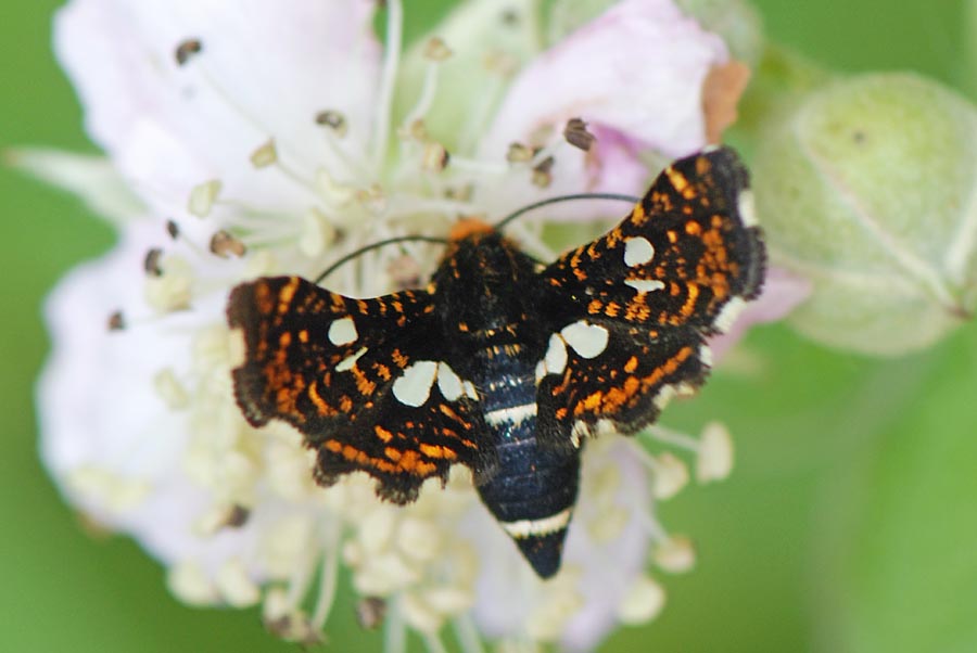 Thyris fenestrella, l''allegra compagnia